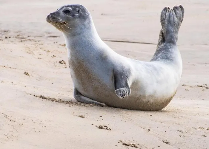 En Baie 滨海卡约